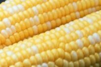 Sweet Corn, Ambrosia SE (75 days)
