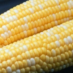 Sweet Corn, Ambrosia SE (75 days)