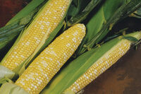 Sweet Corn, Delectable SE (84 Days)