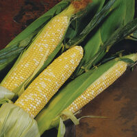 Sweet Corn, Delectable SE (84 Days)