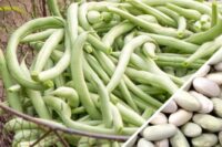 Bean, Jade (60 Days), Heirloom
