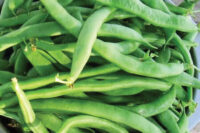 Bean, Kentucky Wonder 125 (45 Days), Heirloom