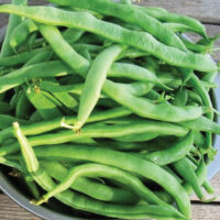 Bean, Kentucky Wonder 125 (45 Days), Heirloom