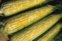 Sweet Corn, Peaches & Cream SE (83 Days)