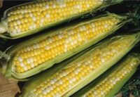Sweet Corn, Peaches & Cream SE (83 Days)