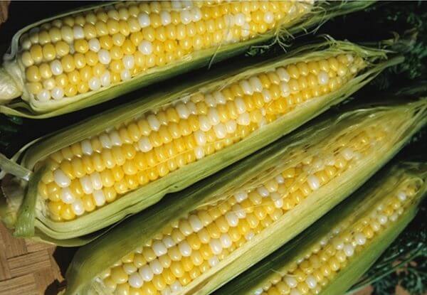 Sweet Corn, Peaches & Cream SE (83 Days)