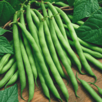 Bean, Provider (52 Days), Heirloom