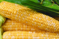 Sweet Corn, Kristine SE-Sh2 (80 Days)