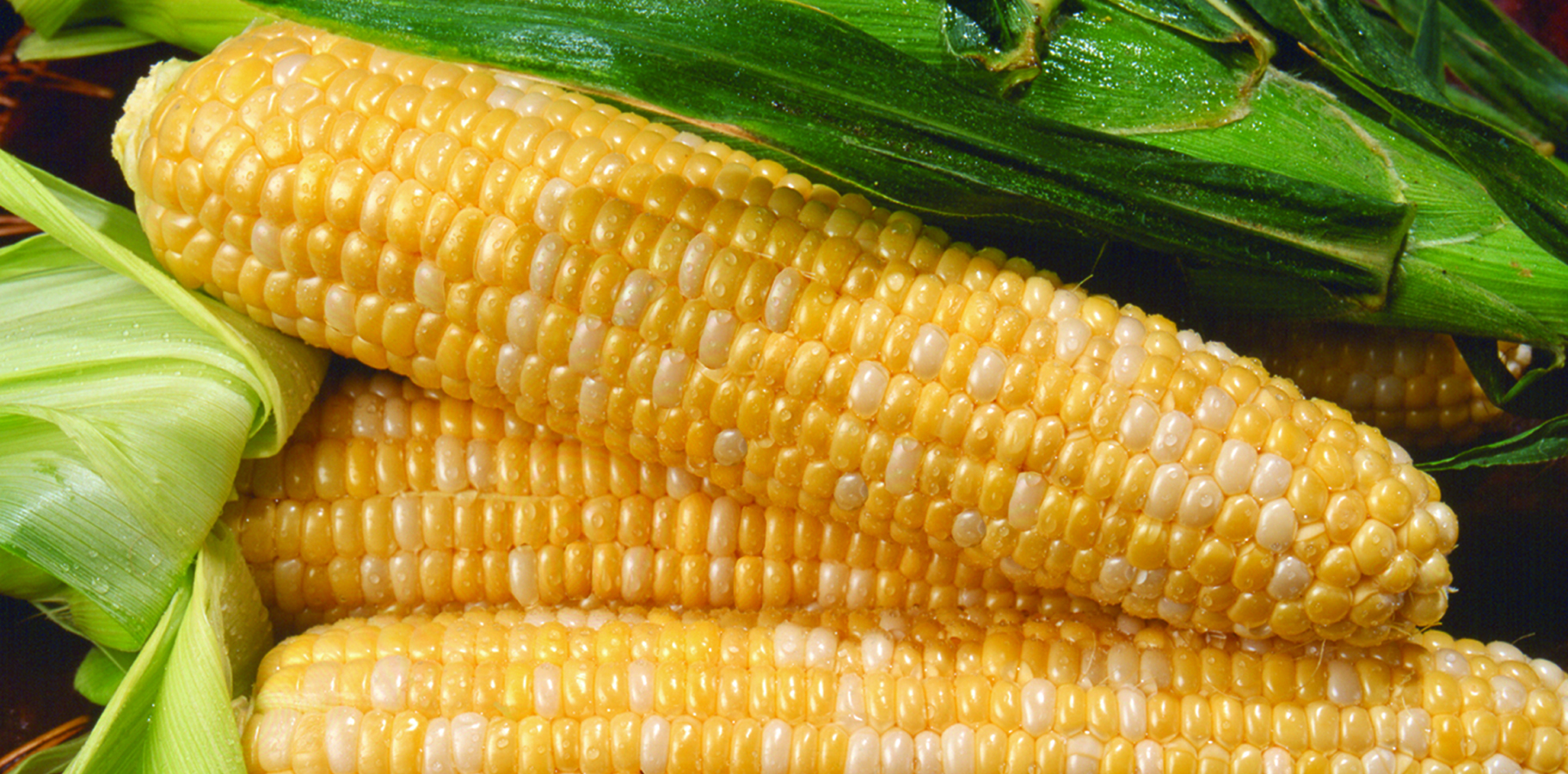Sweet Corn, Kristine SE-Sh2 (80 Days)