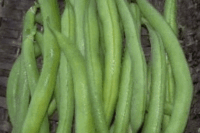 Bean, Tendergreen Improved (54 Days)