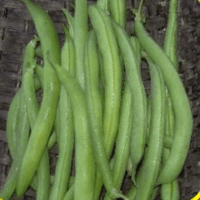 Bean, Tendergreen Improved (54 Days)