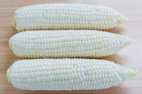 Sweet Corn, Argent SE (86 Days)