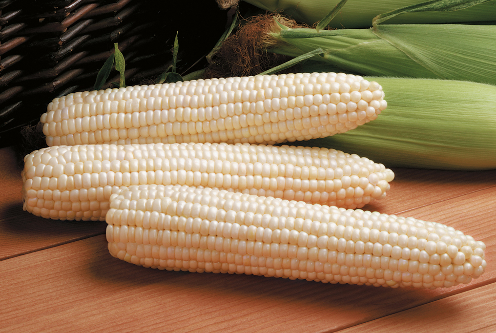 Sweet Corn, Avalon SE-Sh2 (82 Days)