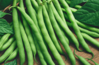 Pole Bean, Blue Lake Stringless (60 Days), Heirloom