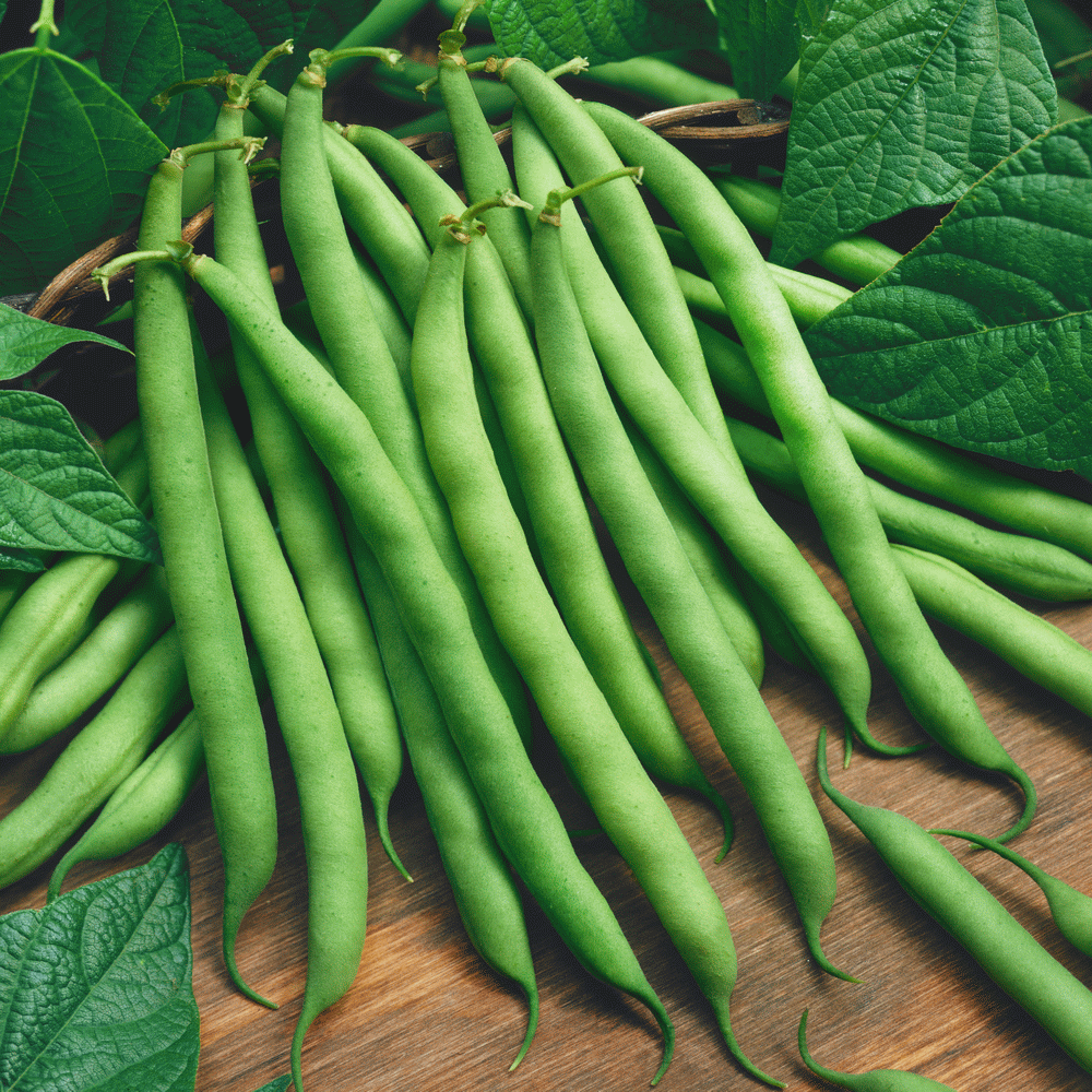 Pole Bean, Blue Lake Stringless (60 Days), Heirloom
