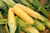 Sweet Corn, Bodacious R/M SE (75 Days)
