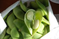 Bean, Burpee's Improved (80 Days), Heirloom