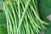 Bean, Burpee's Stringless (50 Days), Heirloom
