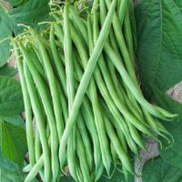 Bean, Burpee's Stringless (50 Days), Heirloom