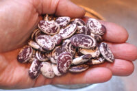 Bean, Christmas (90 Days), Heirloom