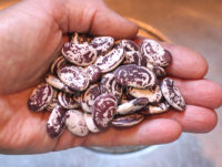 Bean, Christmas (90 Days), Heirloom