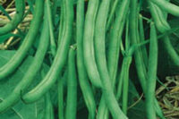 Bean, Contender (55 Days), Heirloom