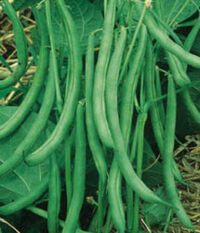 Bean, Contender (55 Days), Heirloom