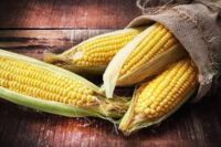 Sweet Corn, Sunglow, Early SU (60-63 Days)