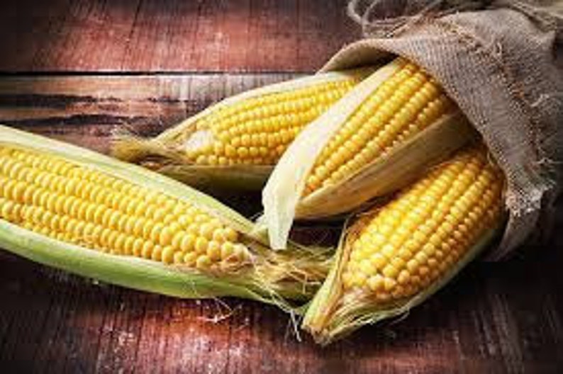 Sweet Corn, Sunglow, Early SU (60-63 Days)
