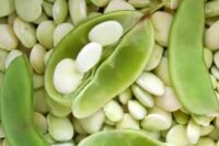 Bean, Fordhook 242 (75 Days), Heirloom