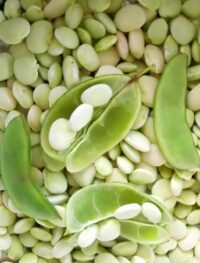 Bean, Fordhook 242 (75 Days), Heirloom
