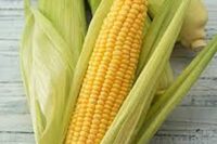 Sweet Corn, Golden Queen SU (75 Days)
