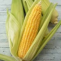 Sweet Corn, Golden Queen SU (75 Days)