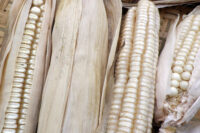 Corn, Hickory King, Heirloom