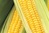 Sweet Corn, Honey Select SE-Sh2 (79 Days)