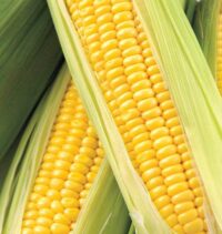 Sweet Corn, Honey Select SE-Sh2 (79 Days)