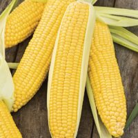 Sweet Corn, Incredible SE (85 Days)