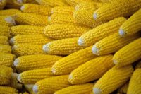 Sweet Corn, Iochief (85 Days)