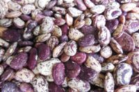 Bean, Jackson Wonder (75 Days), Heirloom
