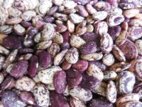 Bean, Jackson Wonder (75 Days), Heirloom