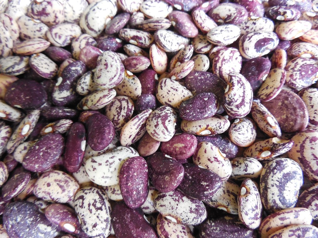 Bean, Jackson Wonder (75 Days), Heirloom