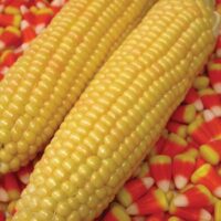 Sweet Corn, Kandy Korn EH (89 Days)