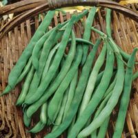 Pole Bean, Kentucky Blue (60 Days), Heirloom