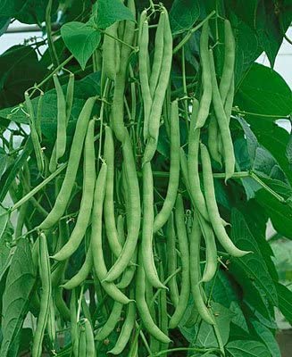 Pole Bean, Kentucky Wonder (65 Days), Heirloom