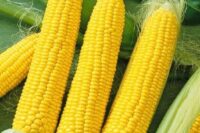 Sweet Corn, NK-199 SU (82 Days)