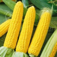 Sweet Corn, NK-199 SU (82 Days)