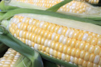Sweet Corn, Providence SE-Sh2 (82 Days)