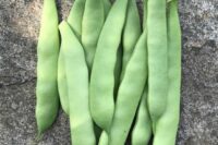 Bean, Roma II (59 Days), Heirloom