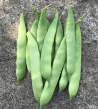 Bean, Roma II (59 Days), Heirloom