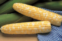 Sweet Corn, Jackpot SE (82 Days)